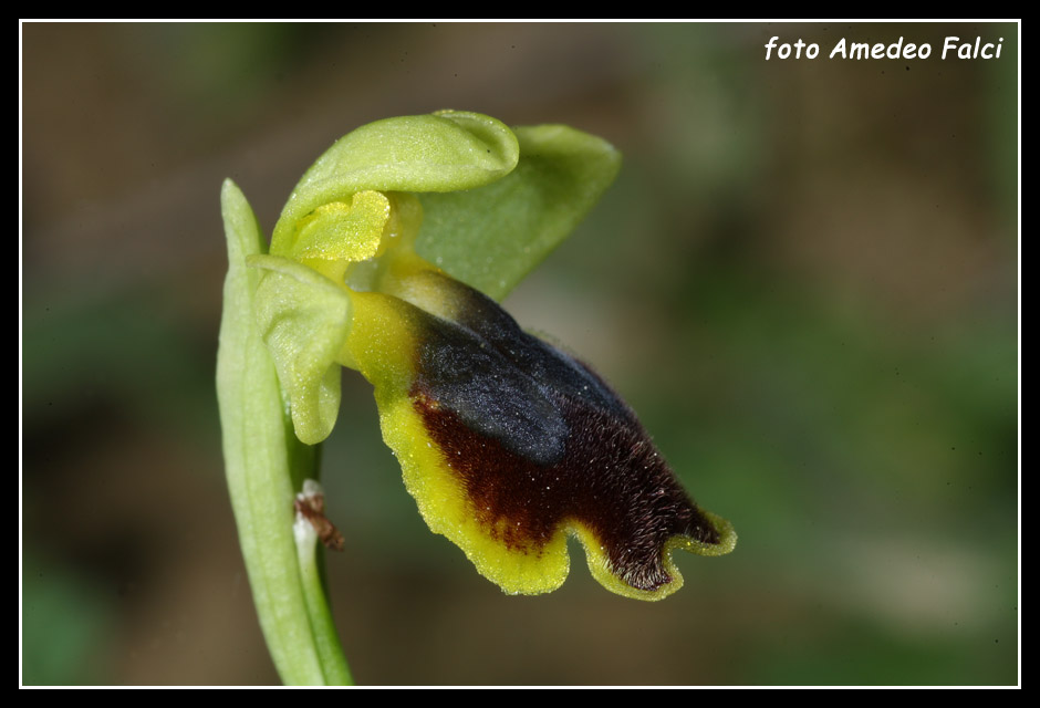 ORCHIDEE DI SICILIA: Ophrys flammeola Delforge